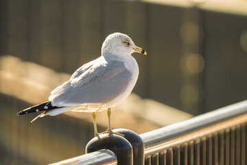 seagull is perched and watching on a sunny in winter