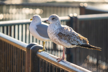 seagull is perched and watching on a sunny in winter
