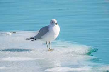 seagull stands on the ice of frozen waters on a sunny day