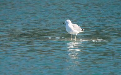seagull stands on the ice of frozen waters on a sunny day