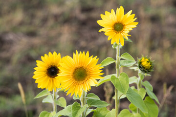 Young sunflowers grow in summer on the field. Yellow flowers and green leaves play in the sun. In the afternoon a blue cloudy sky before a thunderstorm.