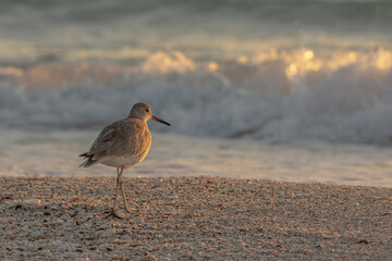 Shorebird on the Beach