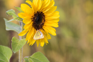 Young sunflowers grow in summer on the field. Yellow flowers and green leaves play in the sun. In the afternoon a blue cloudy sky before a thunderstorm.