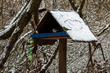 VogelFütterung