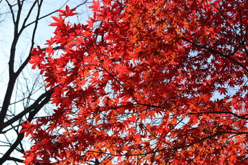 真っ赤に染まった紅葉