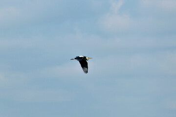 Mal schaun was los ist