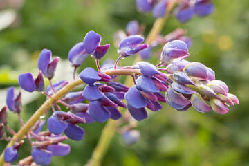 Blue-pink lupine flower tilted to the right with dew drops on a soft blurred green background. Close-up view. Sunny summer morning. Out of focus