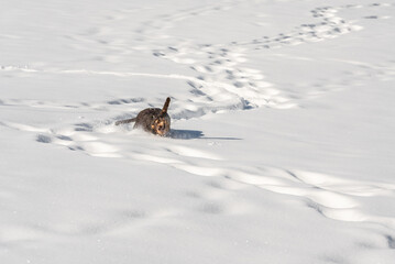 Naklejka premium swiss avalanche search dog enjoys the deep snow in the swiss alps before he has to work