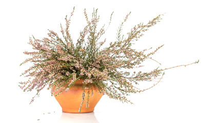 Pot with dried heather flowers on a white background.