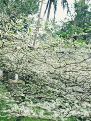 a tree like roots full of branches