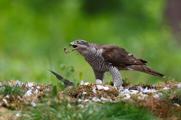 Northern goshawk (accipiter gentilis) eating  a dove in the forest of Noord Brabant in the Netherlands