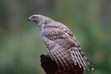 Northern goshawk (accipiter gentilis) sitting in the forest of Noord Brabant in the Netherlands