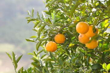 orange or orange farm, orange tree