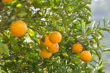 orange or orange farm, orange tree