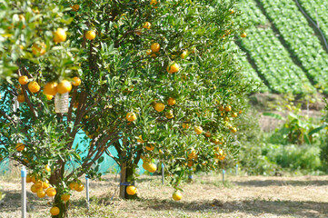 orange or orange farm, orange tree