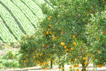 orange or orange farm, orange tree