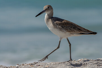 Shorebird along the beach
