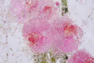 close-up of pink orchids frozen in a block of ice