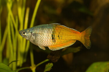 fisch, aquarium, wasser, tier, natur, süsswasser, unter wasser, karpfen, buntbarsche, melanotaenia bosemani, tropisch, meer, goldfisch, fin, gold, fluss, weiß, regenbogenfisch, baden, wasser, angeln, 