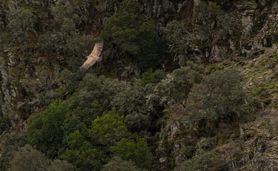 Adult vulture flying and searching for food in an area with waterfalls and full of fauna and flora.