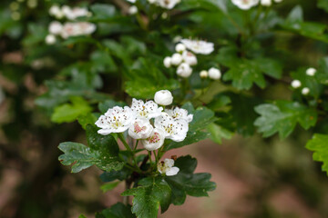 Crataegus Monogyna blooming flowers