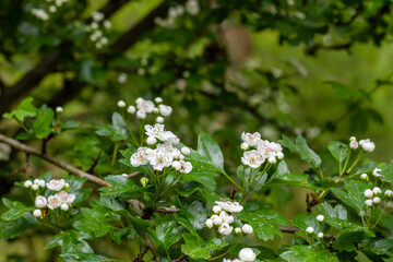 Crataegus Monogyna blooming flowers
