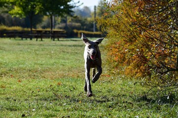 running of Weimaraner  hunting dog