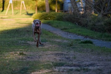 running of Weimaraner  hunting dog