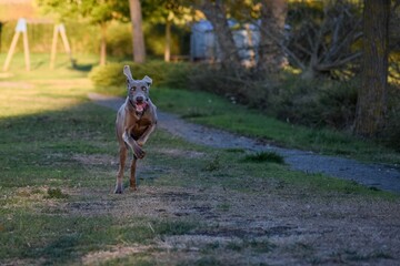running of Weimaraner  hunting dog