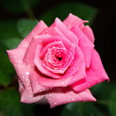 beautiful pink rose flower with water drops