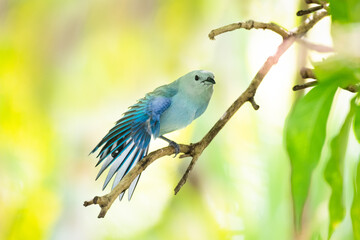 A  Blue-gray Tanager stretching his wing with a blurred background. Bird on a branch. Wildlife in nature.