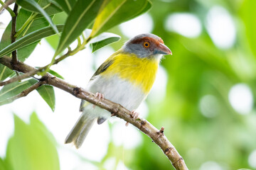 A Rufous-browed Peppershrike perching on a branch in a tree. Wildlife in nature. Bird in a tree.