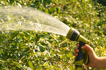 A sunlit stream of water. Watering garden crops with a watering gun.