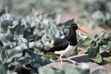 The Pied Oystercatcher (Haematopus leucopodus)