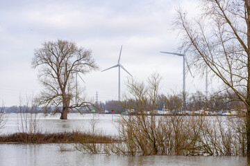 Winter barren trees sticking out of the high level river IJssel water that flooded the floodplains...