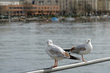 Two seagulls in lateral view standing on metal railing on the pier or in harbor with Lake Zurich in Switzerland and the silhouettes of the city behind it. There is some copy space on lake surface.