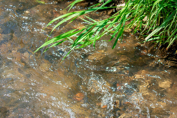 Green grass hangs over the surface of the water. Fast flow of the river on a sunny summer day. Grass on the river bank close-up.