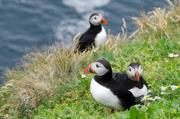 Atlantic Puffins