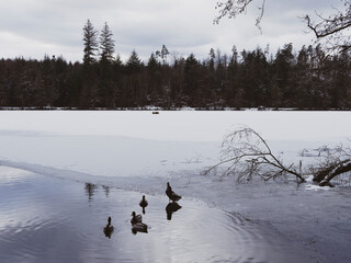 Schnee und Eis Landschaft. Stockenten familie auf dem zugefrorenen Bergsee am Rande des Wanderweges...