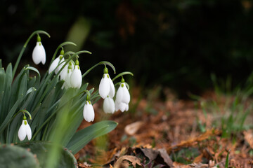 Snowdrop Flower blossoming out of fertile soil in front garden. White wild flower bunch.