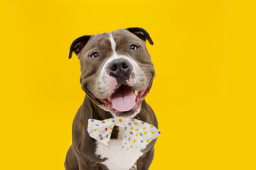 Happy American bully dog wearing a multicolores bow tie. . Isolated on yellow background.