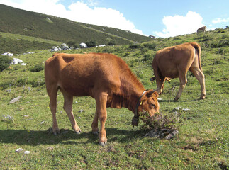 Vacas pastando en Asturias. 