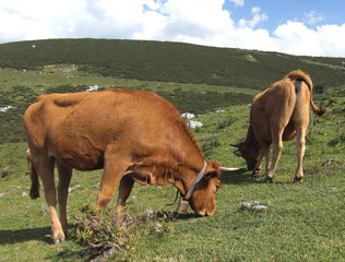 Vacas pastando en Asturias. 