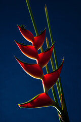 Big Red Heliconia