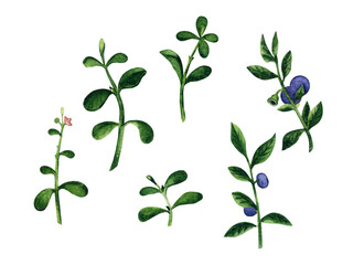 Set of watercolor elements cowberry leafs and blueberry