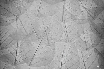 Leaves black and white background texture