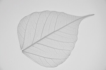 Obraz premium Leaf black and white background texture