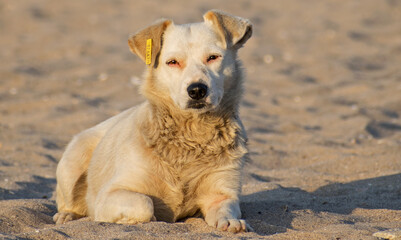 Street dog, ownerless. The dog has an earring with a number indicating that it has been neutered, sterilized.