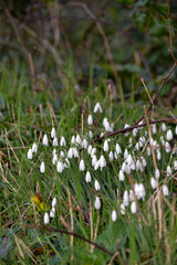 Spring snowdrops flowers in the forest Cornwall 