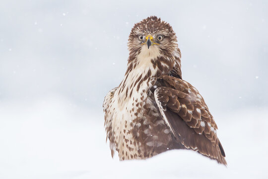 Common buzzard (Buteo buteo) in the fields in winter snow, buzzards fighting for food in natural habitat, hawk bird on the ground, predatory bird close up winter bird